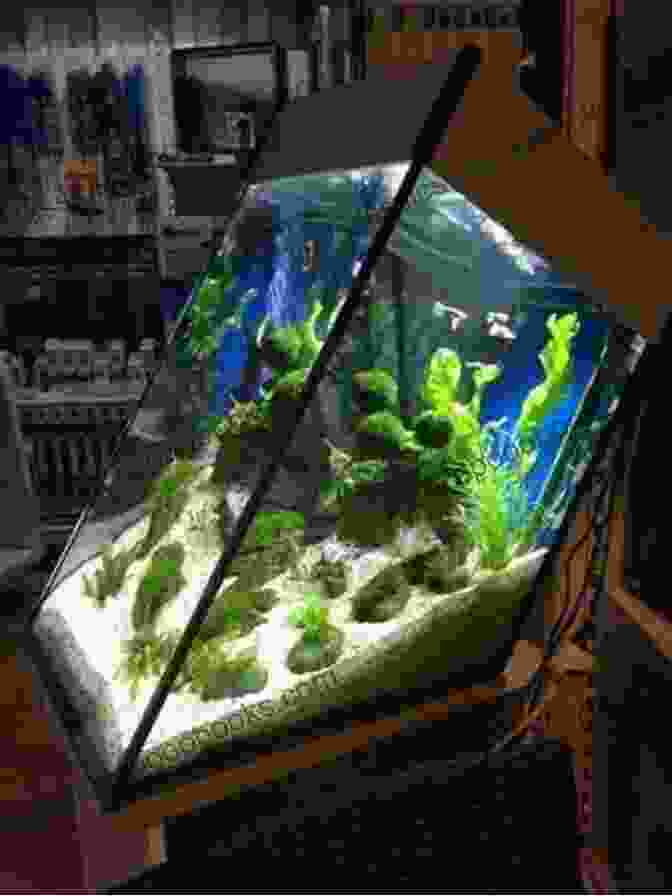 A Beautiful Aquarium With Healthy Fish And Plants. Freshwater Aquarium Models: Recipes For Creating Beautiful Aquariums That Thrive