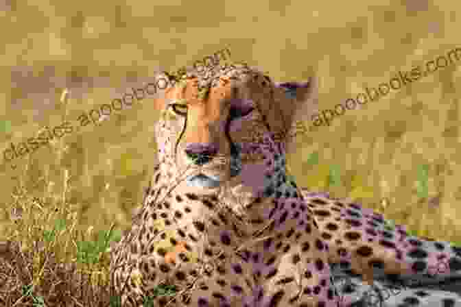 A Cheetah Lying In Tall Grass, Showcasing Its Spotted Coat And How It Effectively Camouflages It In Its Natural Habitat. CHEETAH: All Information You Need To Know About Cheetah