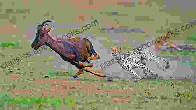 A Cheetah Pursuing Its Prey Gazelle, Showcasing Its Hunting Prowess And The Critical Role It Plays In Maintaining Ecosystem Balance. CHEETAH: All Information You Need To Know About Cheetah