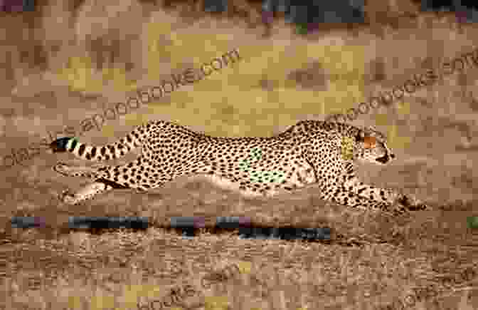 A Cheetah Running At Full Speed, Showcasing Its Exceptional Agility And Speed. CHEETAH: All Information You Need To Know About Cheetah