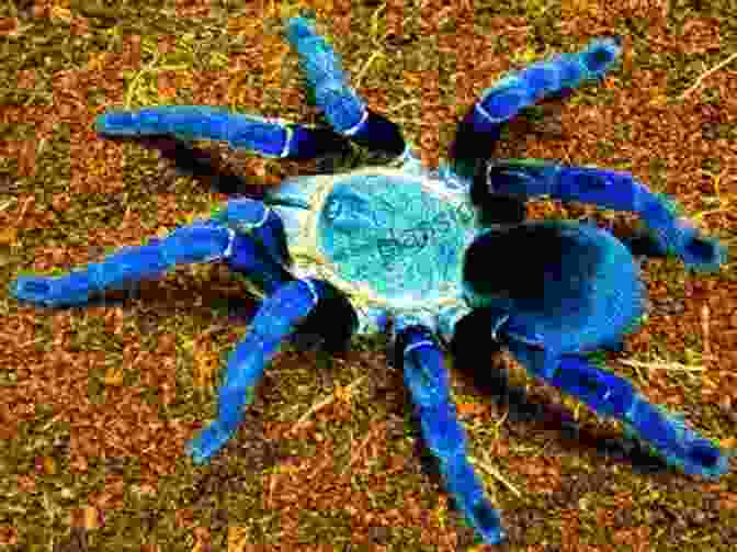 A Cobalt Blue Tarantula Perched On A Leaf. COBALT BLUE TARANTULA TRAINING GUIDE: Complete Guide On Everything You Need To Kwon About Cobalt Blue Tarantula: Facts Lifespan Care Feeding And Breeding