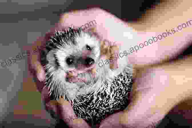 A Cute Hedgehog Curled Up In A Ball Hedgehogs Hedgehog For Care Husbandry Health Housing Diet And Training Hedgehogs Pets Owner S Manual