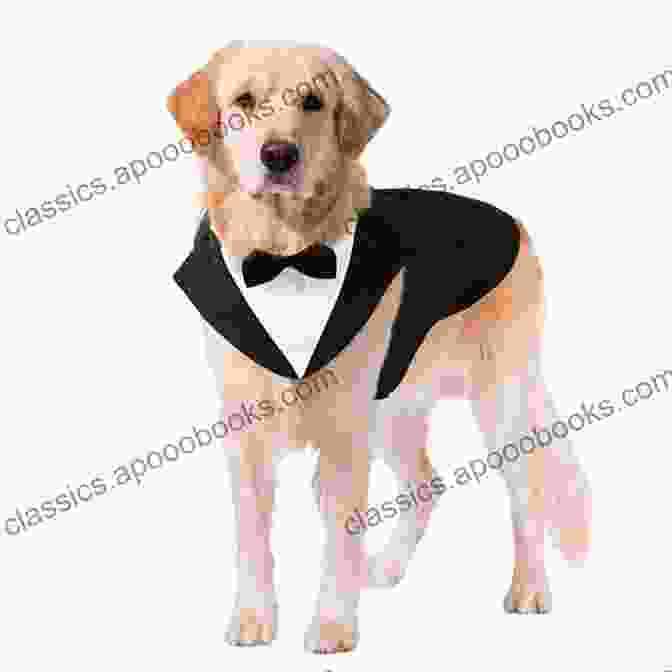 A Golden Retriever Wearing A Tuxedo And Standing In Front Of A Wedding Cake The Wedding Dog Bob McCullough