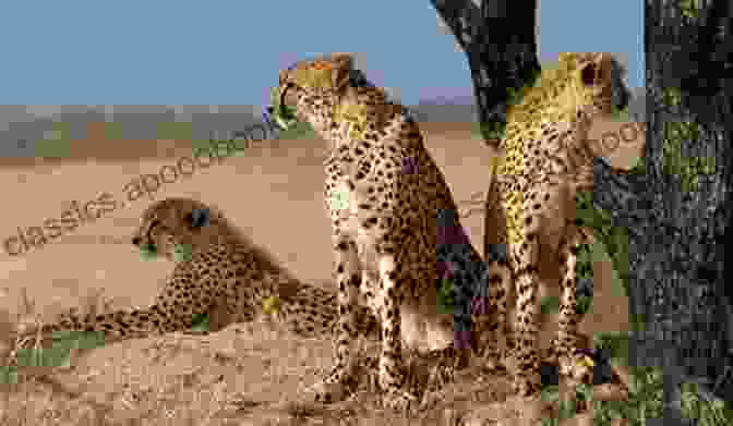 A Group Of Female Cheetahs Huddled Together, Demonstrating Their Close Social Bonds And Cooperative Nature. CHEETAH: All Information You Need To Know About Cheetah