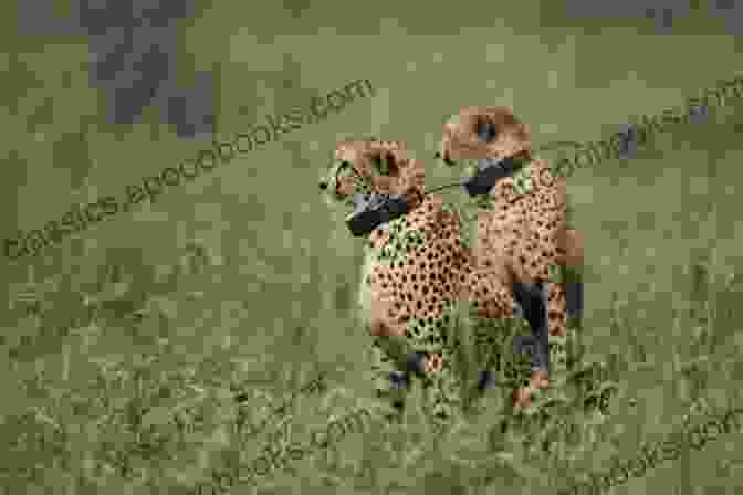 A Group Of Wildlife Conservationists Monitoring A Cheetah, Highlighting The Importance Of Conservation Efforts In Preserving This Endangered Species. CHEETAH: All Information You Need To Know About Cheetah