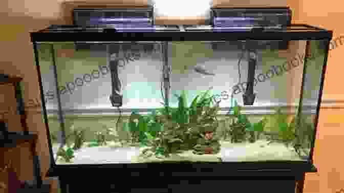 A Step By Step Guide To Setting Up An Aquarium Saltwater Aquarium Models: Recipes For Creating Beautiful Aquariums That Thrive