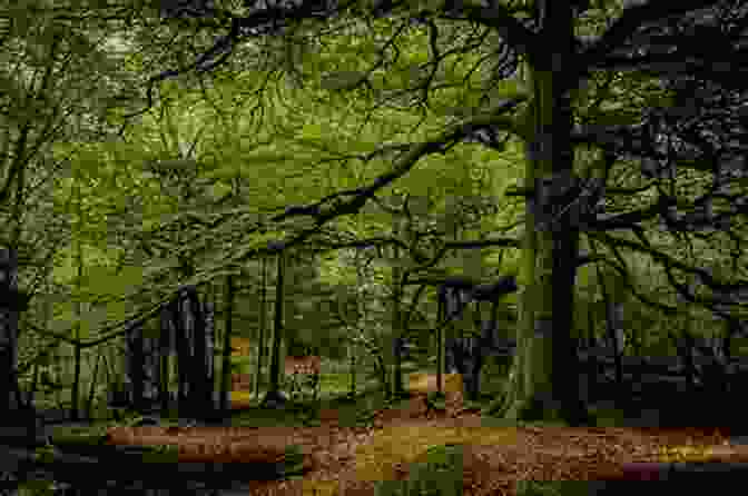 A Verdant Canopy Of Trees In The Cooch Behar Anthology Forrest COOCH BEHAR ANTHOLOGY T Forrest