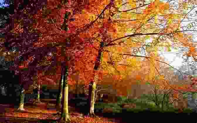 A Vibrant Autumn Forest With Goldenrod, Crimson Leaves, And Russet Hues Dear October: Poems Mary Morris