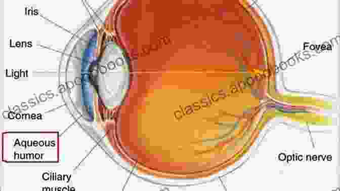 Aqueous And Vitreous Humors Anatomy Of The Eye And Orbit: The Clinical Essentials