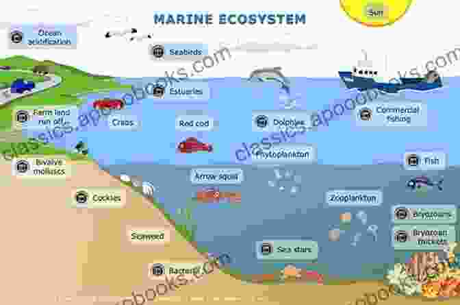 Beaches Are Dynamic Ecosystems That Support Diverse Marine Life. Australian Coastal Systems: Beaches Barriers And Sediment Compartments (Coastal Research Library 32)