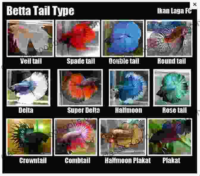 Compilation Of Images And Descriptions Showcasing Various Betta Fish Behaviors Betta: Your Happy Healthy Pet