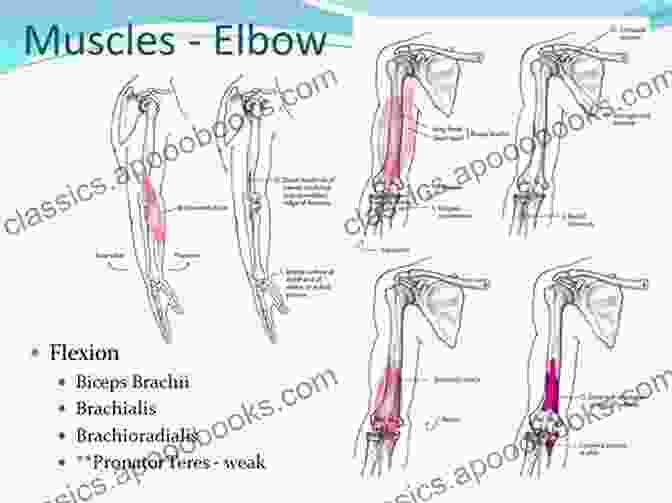 Complex Network Of Muscles Responsible For Movement The Concise Human Body Book: An Illustrated Guide To Its Structure Function And DisFree Downloads