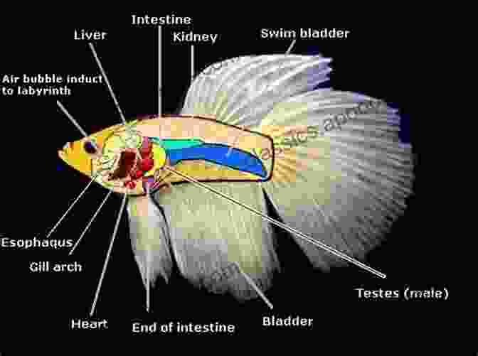 Detailed Diagram Of Betta Fish Anatomy Betta: Your Happy Healthy Pet