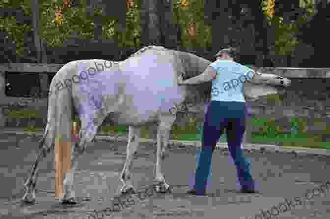 Expert Evaluating A Horse's Physical Condition 28 8 FIRST BLOOD The Final Frontier: The Must Have To Learn How To Rate Horse Fitness And Win On The Punt 60 Years Research Rating Millions Of Horses In Fitness