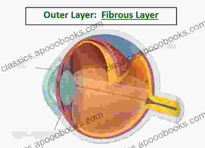 Fibrous Layer Of The Eye Anatomy Of The Eye And Orbit: The Clinical Essentials