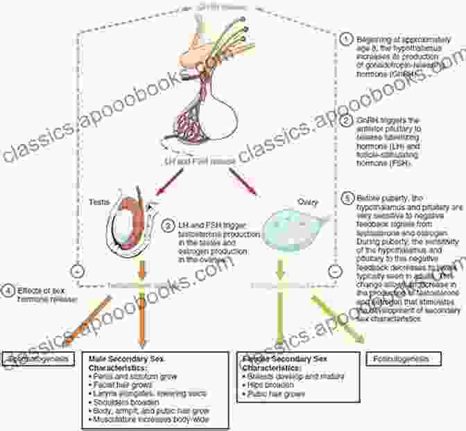 Glands Responsible For Hormone Production The Concise Human Body Book: An Illustrated Guide To Its Structure Function And DisFree Downloads