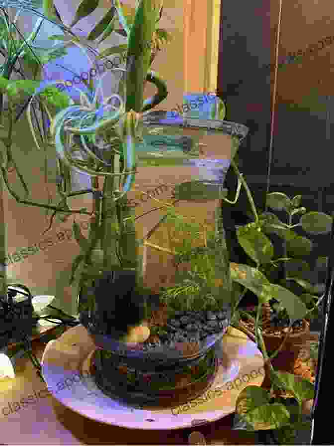 Image Of A Meticulously Designed Betta Tank With Live Plants And Hiding Places Betta: Your Happy Healthy Pet