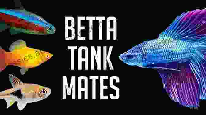 Interactive Chart That Illustrates The Compatibility Of Betta Fish With Various Tank Mates Betta: Your Happy Healthy Pet