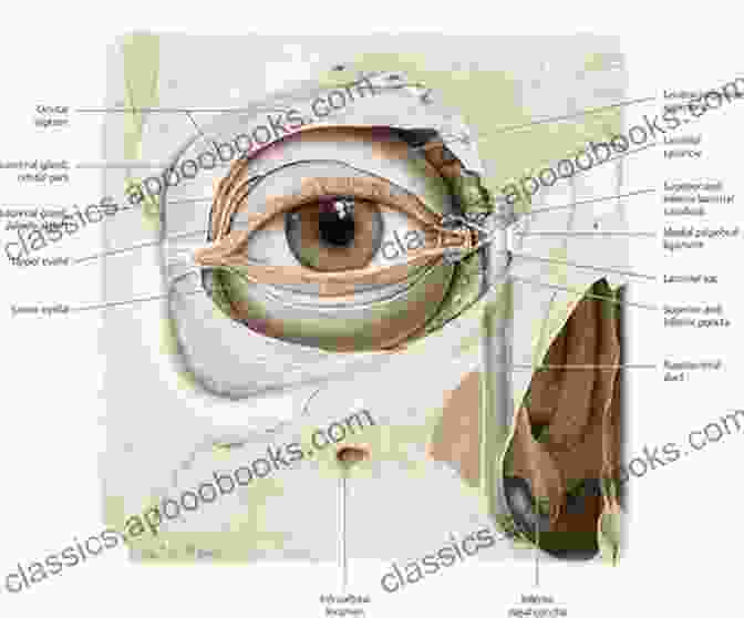 Lacrimal System Anatomy Of The Eye And Orbit: The Clinical Essentials