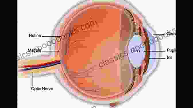 Lens Of The Eye Anatomy Of The Eye And Orbit: The Clinical Essentials