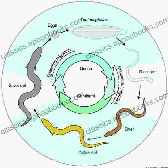 Life Cycle Of An Anguillid Eel Biology And Ecology Of Anguillid Eels