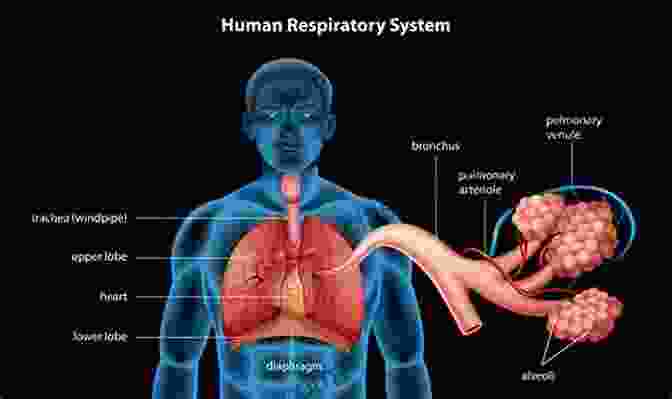 Lungs And Airways Involved In Respiration The Concise Human Body Book: An Illustrated Guide To Its Structure Function And DisFree Downloads