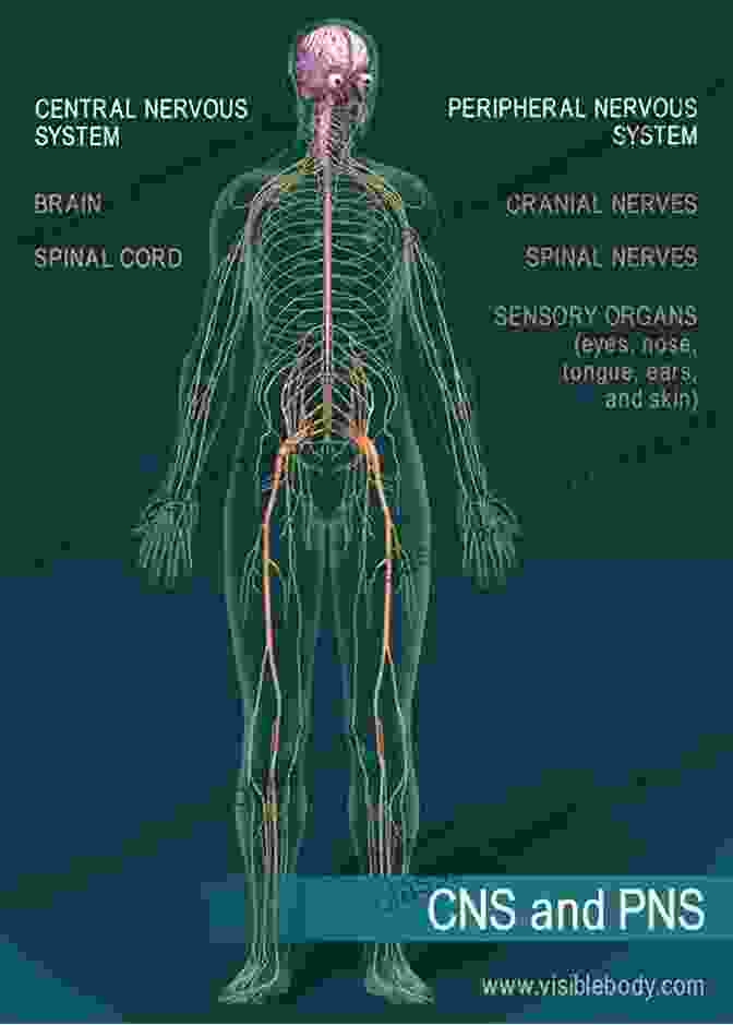 Network Of Nerves And Brain Controlling Bodily Functions The Concise Human Body Book: An Illustrated Guide To Its Structure Function And DisFree Downloads