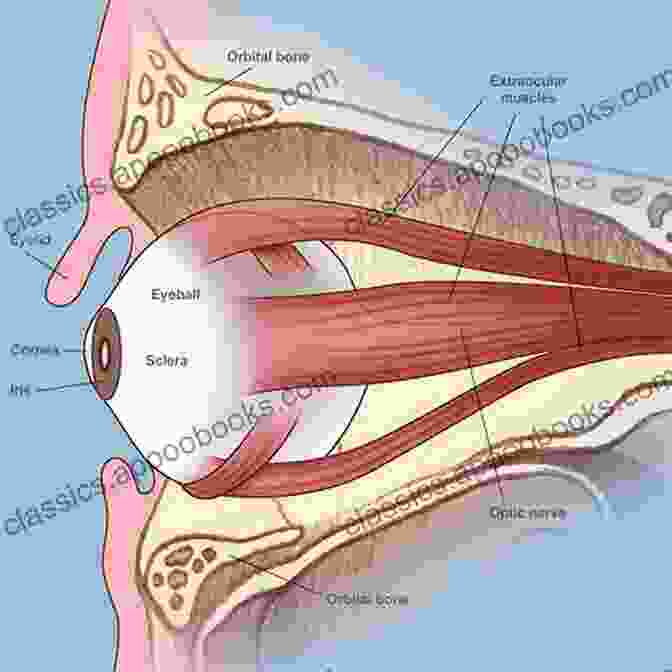 Orbital Muscles Anatomy Of The Eye And Orbit: The Clinical Essentials