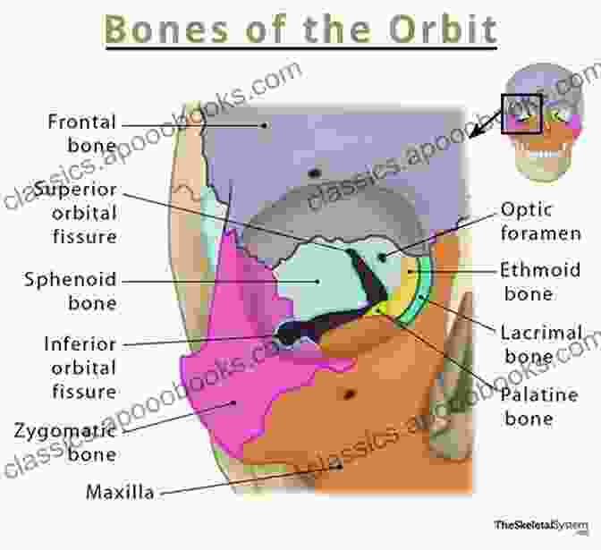 Orbital Walls Anatomy Of The Eye And Orbit: The Clinical Essentials