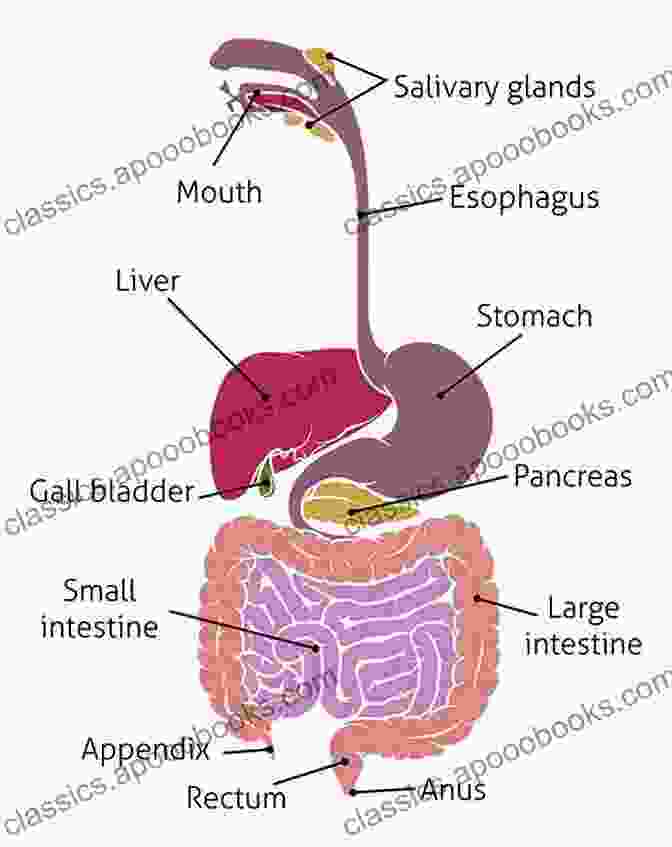 Organs And Structures Involved In Digestion And Absorption The Concise Human Body Book: An Illustrated Guide To Its Structure Function And DisFree Downloads