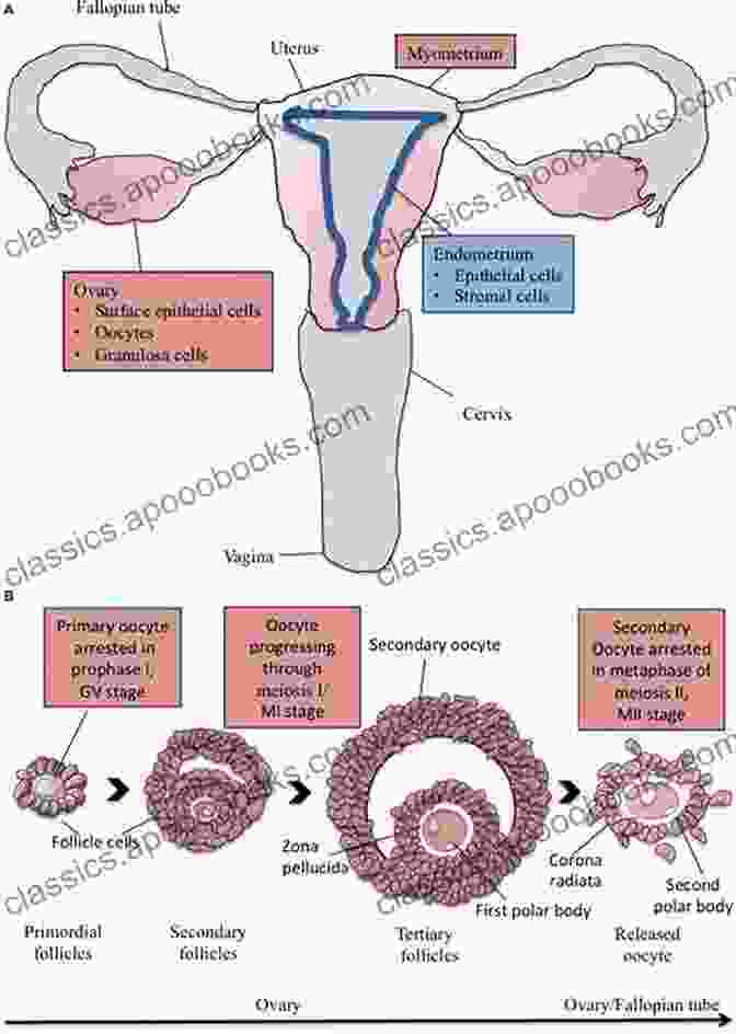 Organs And Structures Involved In Reproduction The Concise Human Body Book: An Illustrated Guide To Its Structure Function And DisFree Downloads