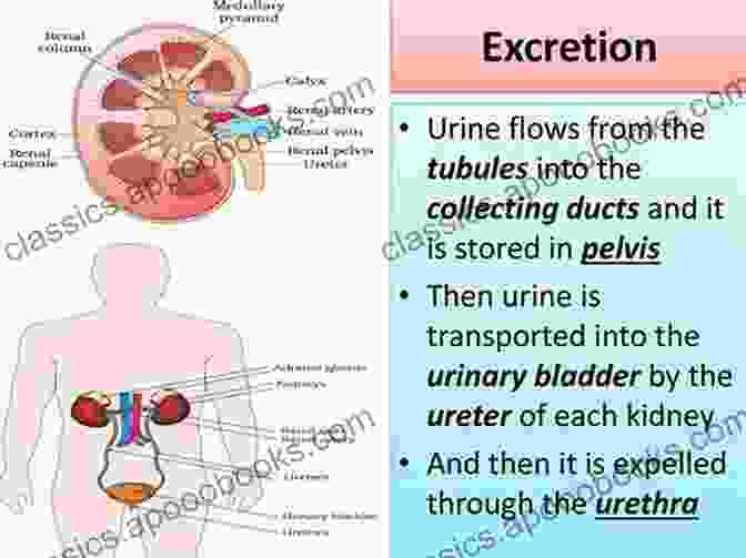 Organs Responsible For Waste Filtration And Excretion The Concise Human Body Book: An Illustrated Guide To Its Structure Function And DisFree Downloads