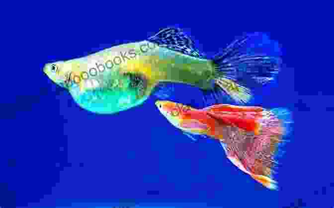 Selective Breeding Of Guppies For Desired Traits Guide To Keeping GUPPY FISH As Pets: Guide To Caring Feeding And Training Your Guppy Fish