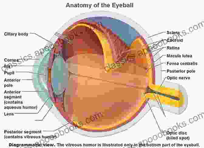 Sensory Layer Of The Eye Anatomy Of The Eye And Orbit: The Clinical Essentials