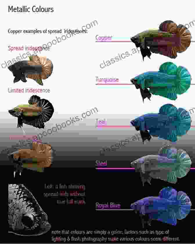 Series Of Images Depicting The Different Stages Of Betta Fish Breeding Betta: Your Happy Healthy Pet