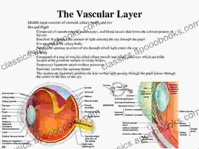 Vascular Layer Of The Eye Anatomy Of The Eye And Orbit: The Clinical Essentials