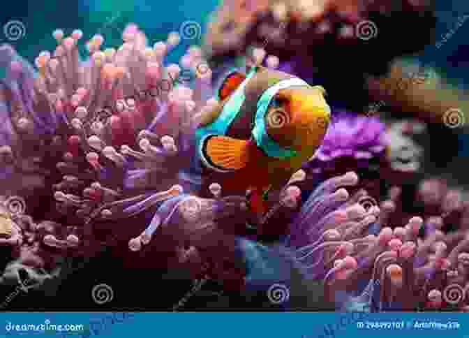 Vibrant Clownfish Dance Gracefully Around A Vibrant Anemone, Symbolizing The Harmonious Coexistence Within A Saltwater Aquarium. Bring Me Home Saltwater Aquariums Make A Great Hobby