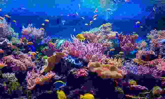 Vibrant Saltwater Aquarium With Colorful Fish And Corals Ultimate Secrets To Saltwater Aquarium Fish And Invertebrates